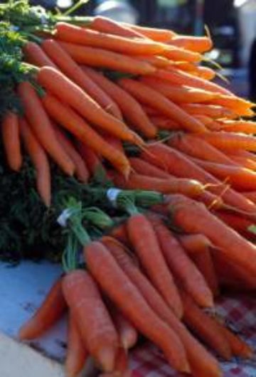 Porkkana 10 kg